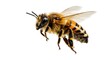 © youns - una abeja impresionante vuela, aislada sobre fondo transparente, macro, polinizador increíble, IA generativa