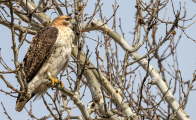 Wall Mural - Closeup of a red-tailed hawk perched in a tree.