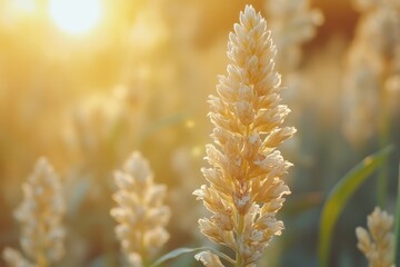 Canvas Print - A close-up view of a vibrant plant illuminated by sunlight, showcasing intricate details and the warm glow of the sun in the background.