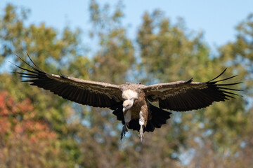 Wall Mural - Bird Griffon Vultures Gyps fulvus family Accipitridae. A vulture in flight Close up