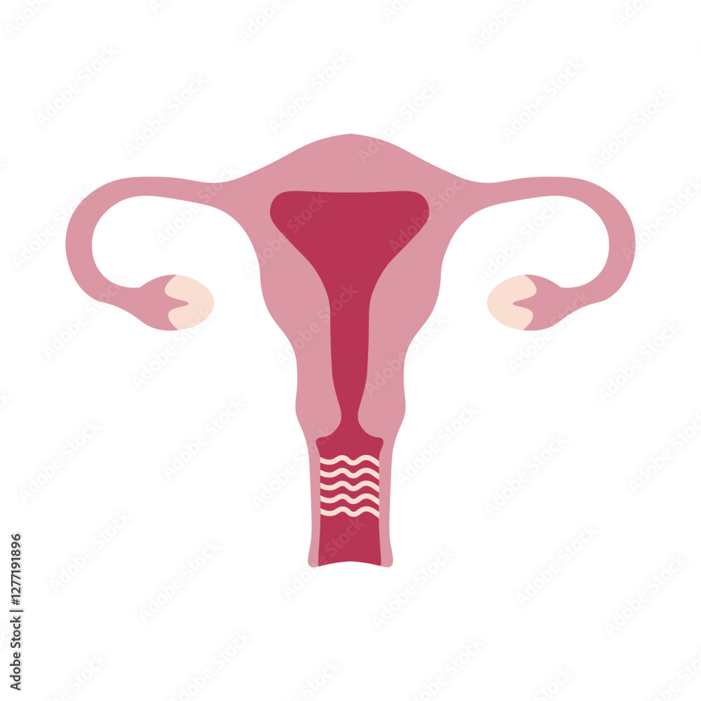 Flat style illustration of a female reproductive system, including the ...