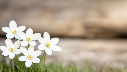 Wall Mural - white wildflowers bloom in meadow under bright sunlight