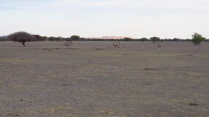 Wall Mural - gemsbuck herd grazing on the plain savannah dry land, acacia tree on the horizon skyline