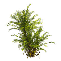 fern tree transparent PNG. fern plant isolated transparent background. Blechnum Gibbum. Silver Lady, Dwarf Tree Fern. Oceaniopteris gibba. outdoor plant PNG. fern leaves foliage. miniature tree fern.