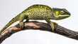 © Farid - Jewel chameleon sits perched upon a rough textured branch