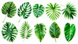 Twelve Lush Green Tropical Leaves Flatlay Composition, Botanical Illustration, Nature Concept Tropical leaves, plant illustration, flatlay