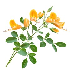 Wall Mural - Bouquet of yellow flowers with green leaves isolated on white background