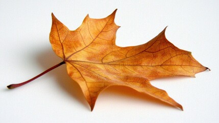 Wall Mural - A single autumn leaf curled slightly, detailed veins visible on a white surface.