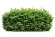 © LittleDuck - Lush Green Bush on White Background - A vibrant, healthy bush, isolated on a pure white background. Symbolizing nature, growth, life, freshness, and serenity