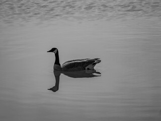 Wall Mural - Goose gliding on a calm lake.