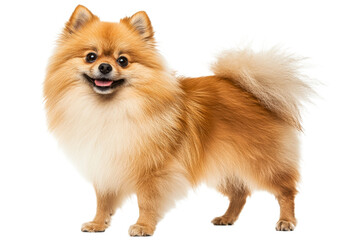 Wall Mural - Pomeranian dog standing happily in bright light