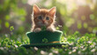 © Thawatchai - Adorable kitten celebrating st. Paddy's day in a green hat amidst shamrocks outdoor nature playful vibe
