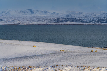 Wall Mural - The winter landscape at the volcanic area of Mývatn lake, Iceland.