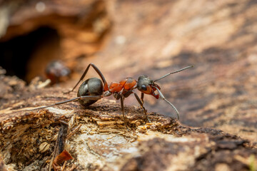 Wall Mural - Red Wood Ant - Formica rufa, common popular forest insect from Euroasian forests and woodlands, Zlin, Czech Republic.