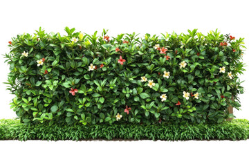 Wall Mural - flowering hedge isolated on white background