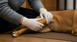 © Shafay - Arthritis in dogs, a vet examines the leg of the dog to see for potential injury