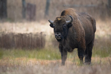 Wall Mural - European bison