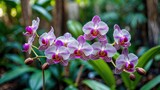 Purple and white striped orchid flowers in a lush green garden background with blurred foliage