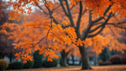 Wall Mural - Orange autumn leaves on branches of a tree with blurred background of colorful foliage in a park setting.