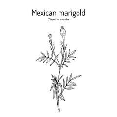 Wall Mural - Tagetes erecta, or Mexican marigold, edible, ornamental and medicinal plant. Hand drawn botanical vector illustration