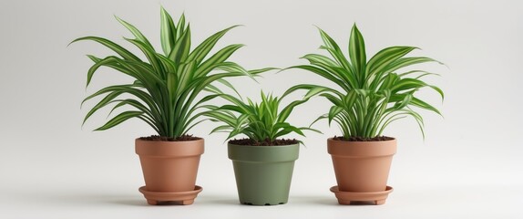 Poster - three indoor potted plants with green leaves in terracotta and green planters on a light background