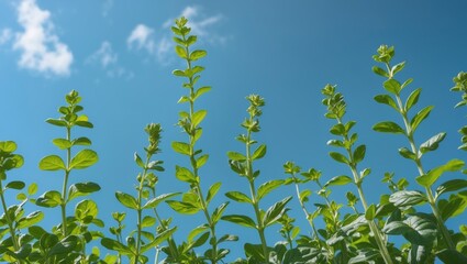 Wall Mural - Green herb plants reaching towards clear blue sky under sunlight with few clouds visible in the background.