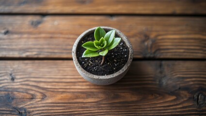 Canvas Print - Succulent plant in a round concrete pot on a rustic wooden table background