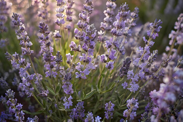 Canvas Print - field of lavender