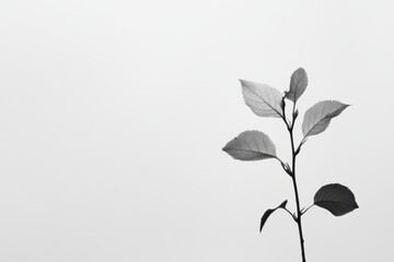 Poster - Delicate silhouette of a branch with leaves against a soft gray background in a tranquil setting