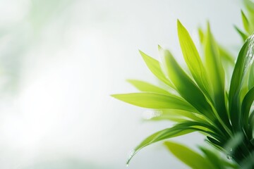 Poster - Vibrant green leaves glisten under soft light in a serene environment during early morning hours