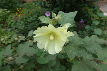 Wall Mural - Close view of light yellow flower of common hollyhock in mid August