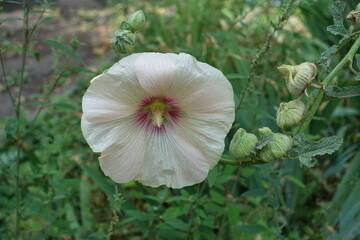 Wall Mural - 1 white and pink flower of common hollyhock in August