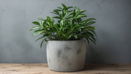 Sticker - Lush Green Plant in Modern Grey Concrete Pot on Wooden Surface Against Minimalist Grey Background