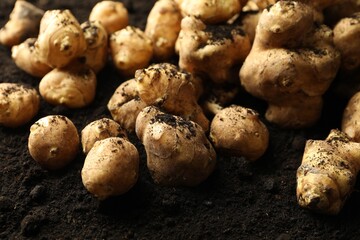 Wall Mural - Many raw Jerusalem artichokes on soil, closeup. Root vegetable