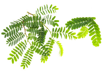Wall Mural - a leafy green plant with a long stem