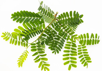 Wall Mural - a bunch of green leaves are spread out on a white background