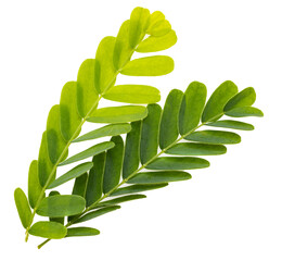 Wall Mural - two green leaves are shown side by side