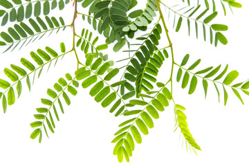 Wall Mural - a leafy green plant with many leaves is shown in the image
