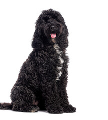 Wall Mural - Adorable black cockapoo sitting and panting on white background