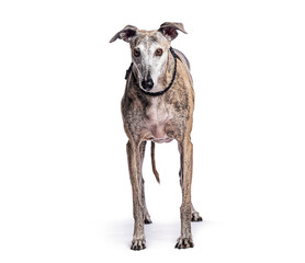 Wall Mural - Senior spanish greyhound, galgo espanol, standing and wearing a collar on white background