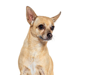 Wall Mural - Chihuahua dog looking away on white background