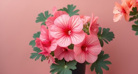 Poster - Salmon Pink Pelargonium Zonal Blossoms in a Stylish Arrangement with Green Leaves and Soft Background for Text Space and Design Elements