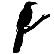 Silhouette of a magpie sitting on a tree branch with a long tail and curved beak in a peaceful outdoor setting.
