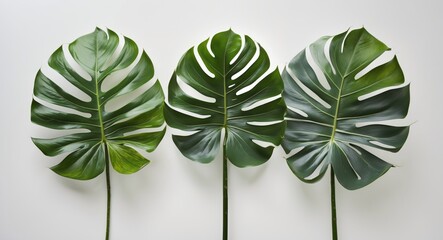 Wall Mural - Tropical Monstera Leaves Isolated on White Background Ideal for Nature and Interior Design Concepts