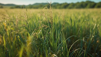 Wall Mural - Lush Uncut Wild Grass with Blurred Background and Ample Copy Space for Your Text or Message