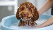 © aldi - Puppy bath, soapy, indoor, care, grooming