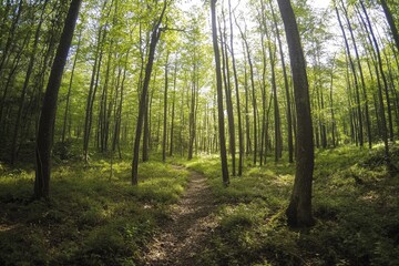 Wall Mural - A serene forest path surrounded by tall trees, perfect for nature photography or landscape design inspiration