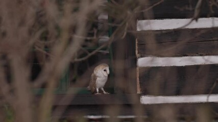 Barn owl sitting on wooden fence in front of country cottage house, bird in urban habitat, wheel barrow on the wall, Czech Republic. Wild winter and snow with wild owl. Wildlife scene from nature.