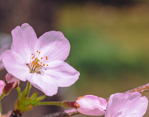 Wall Mural - ソメイヨシノさくらの花2