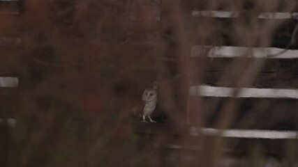 Barn owl sitting on wooden fence in front of country cottage house, bird in urban habitat, wheel barrow on the wall, Czech Republic. Wild winter and snow with wild owl. Wildlife scene from nature.